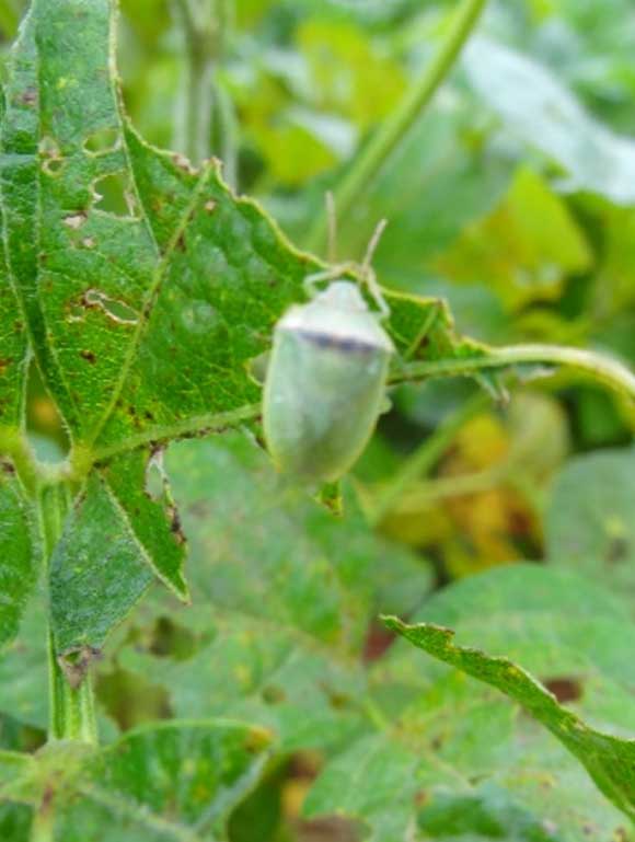 Piezodorus gildinii en soja