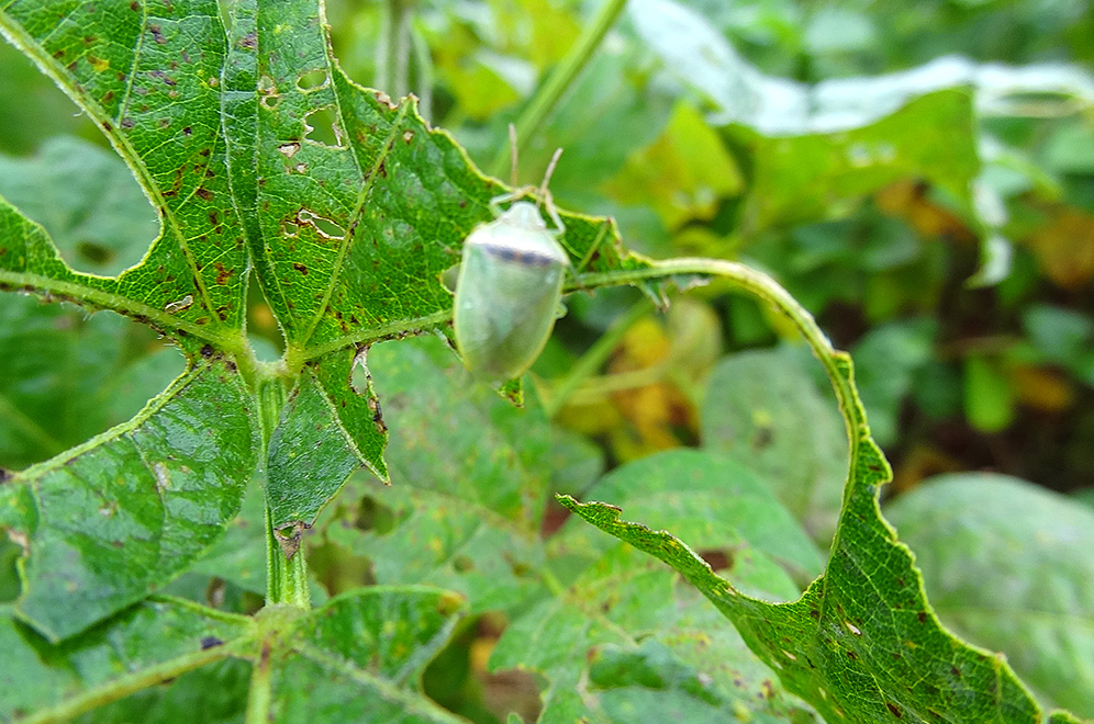 Piezodorus guildinii