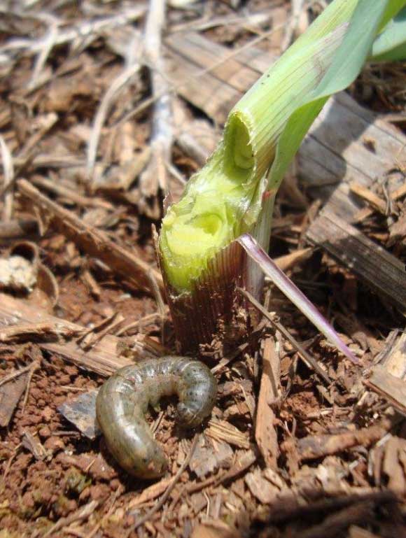 Spodoptera frugiperda en maíz