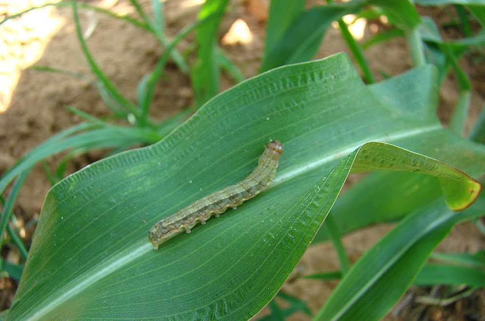 Spodoptera frugiperda