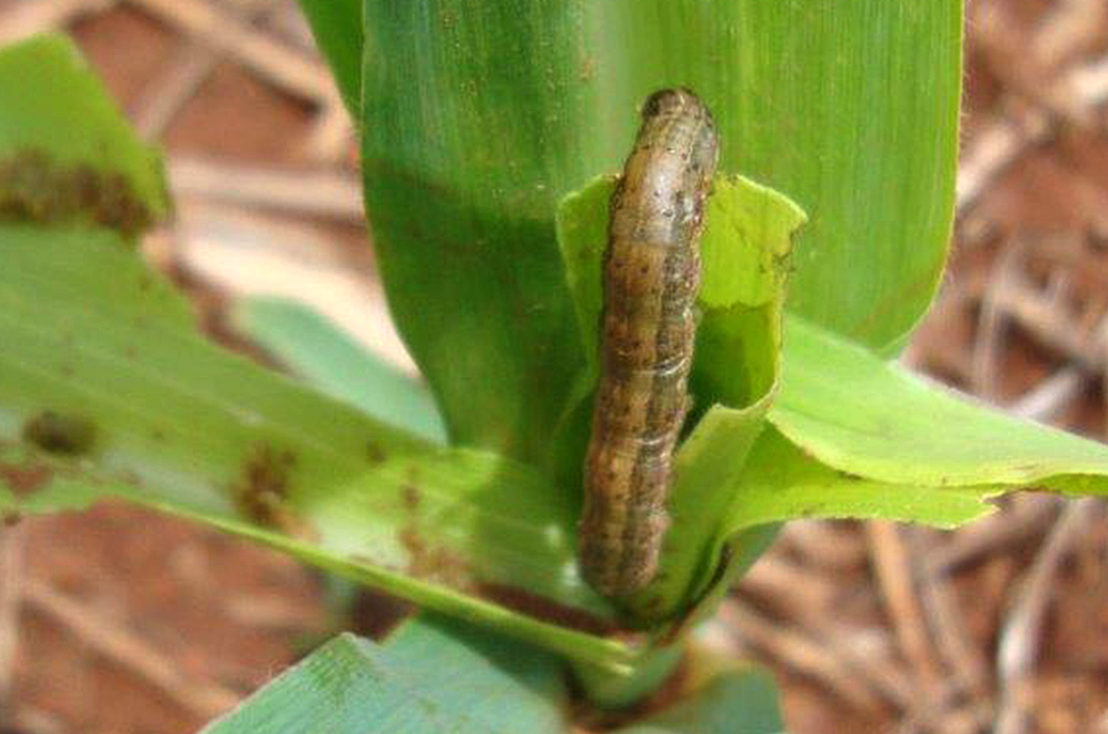 Spodoptera frugiperda