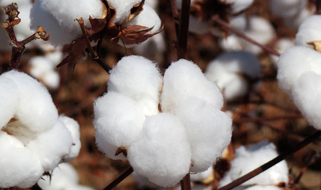 Status da colheita do algodão e dicas para melhor qualidade das fibras