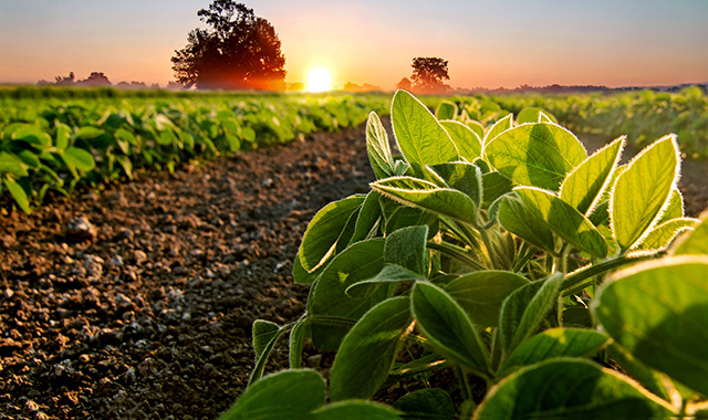 Investimento em tecnologia para soja deve ser uma prioridade na safra 2022/23