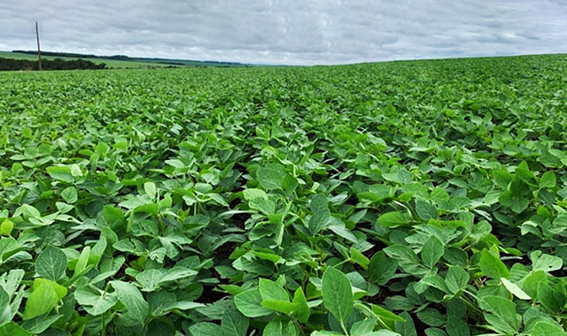 Reguladores de crescimento incrementam a produtividade da soja em mais de três sacas por hectare