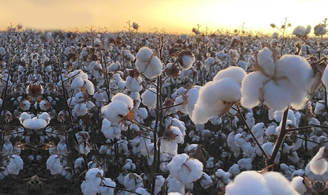 Sumitomo Chemical planeja lançar novas tecnologias para o algodão