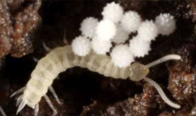 <i>Scutigerella immaculata</i>: já viu ou ouviu falar?