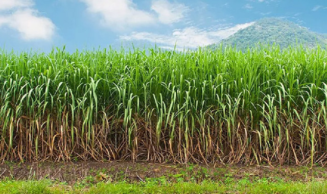 Manejo de plantas daninhas em cana-de-açúcar