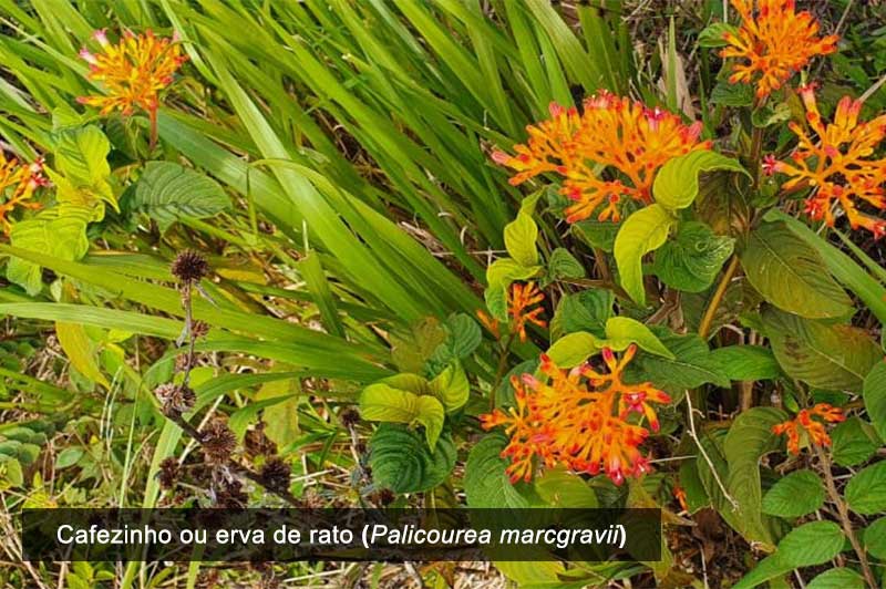 Cafezinho ou erva de rato (plantas daninhas)