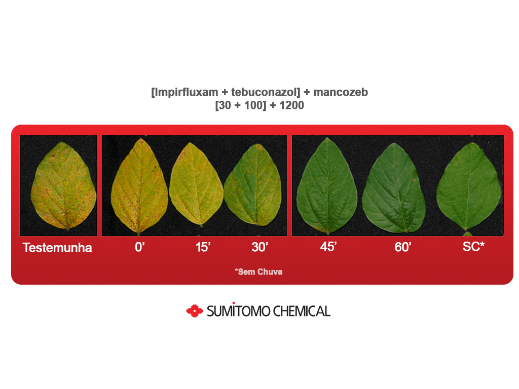 Comparativo da folha com e sem o uso de soluções Sumitomo Chemical. 