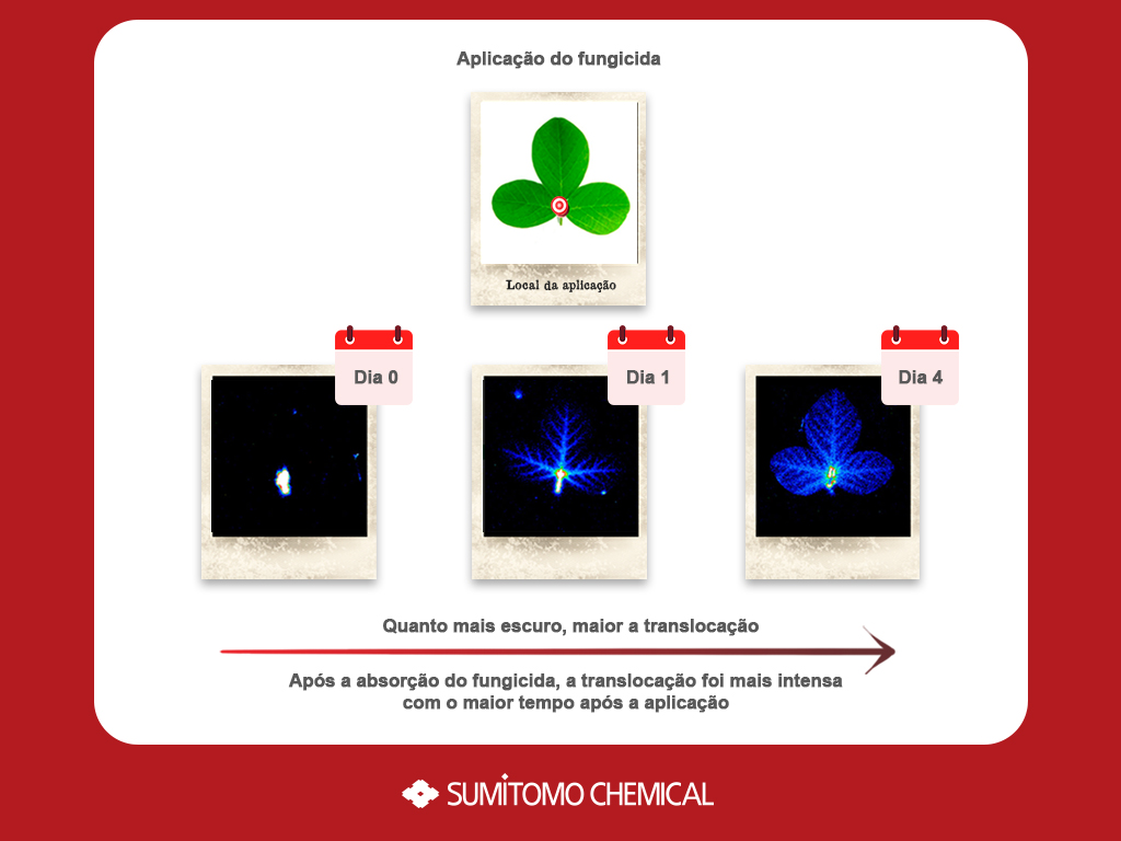 Ilustração que mostra o desenvolvimento da planta ao longo dos dias. 