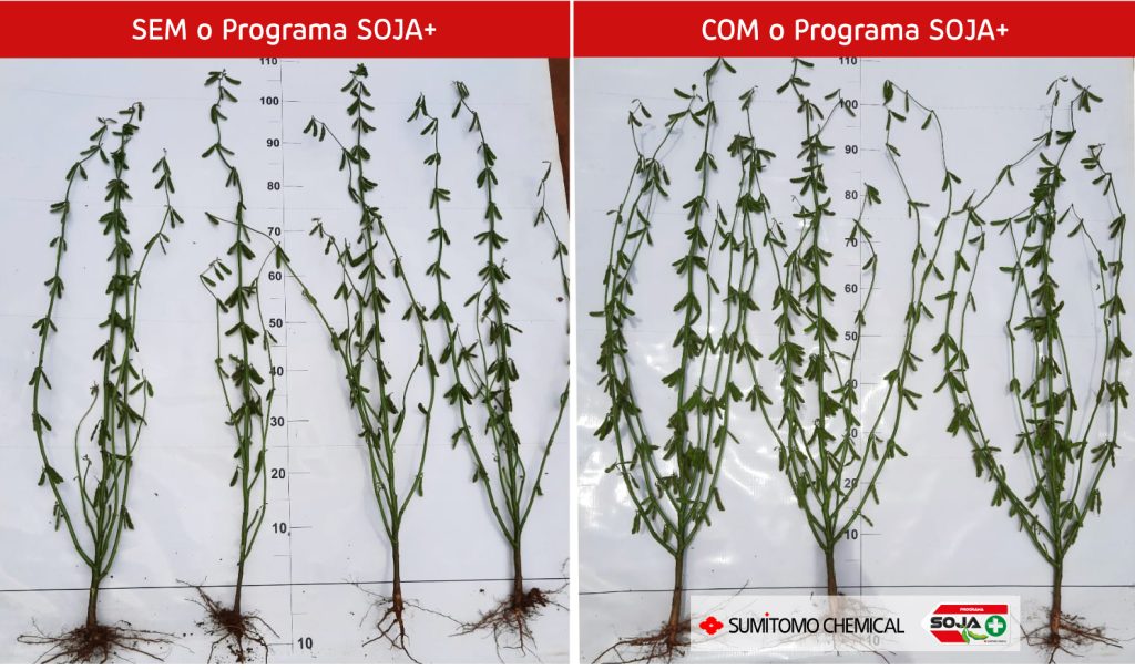 Imagens comparativas do Programa SOJA+.