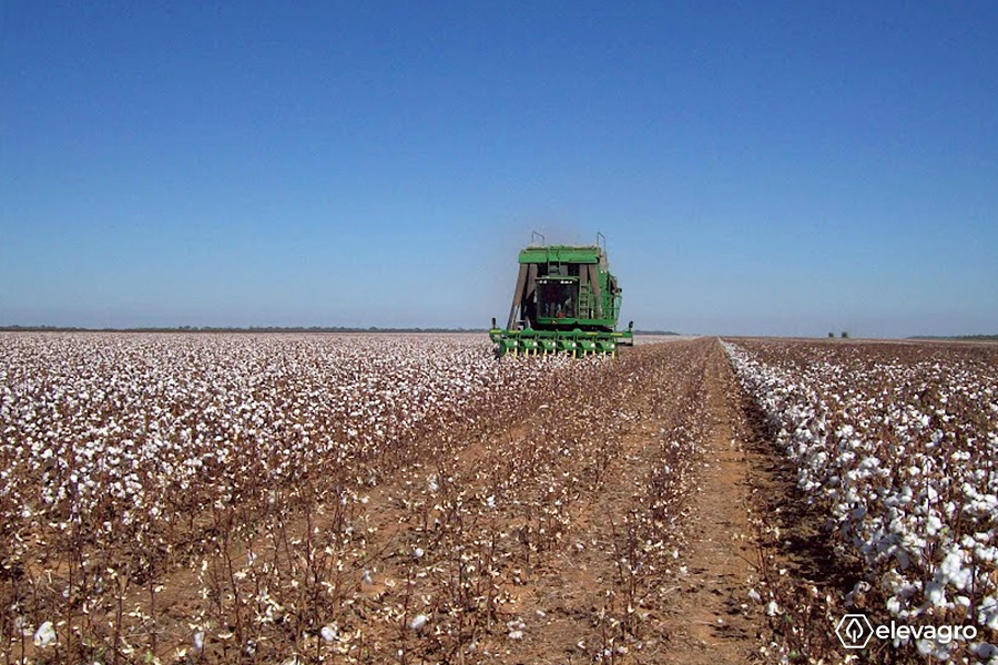 Figura 1. Colheita da safra 2021/22 de algodão sendo iniciada. Fonte: Elevagro.