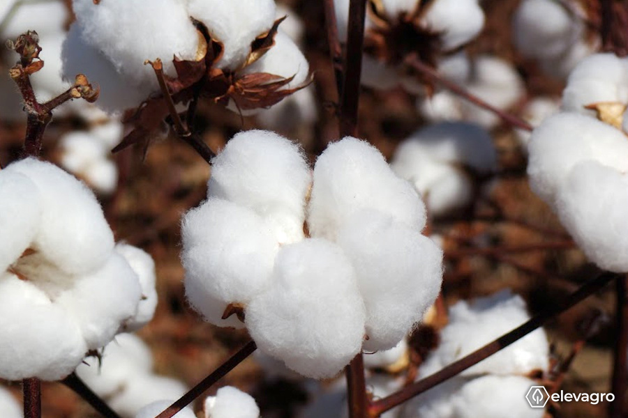 A colheita do algodão é um momento importante, no qual o uso de maturadores e desfolhantes garantem a qualidade das fibras. Fonte: Elevagro.