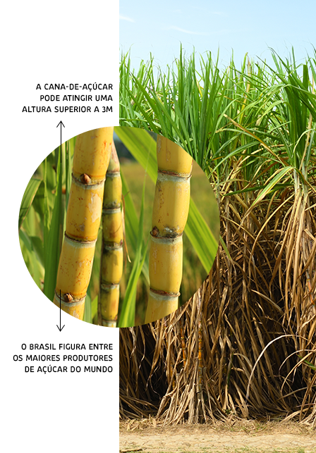 Cana-de-açúcar: riqueza agrícola tradicional