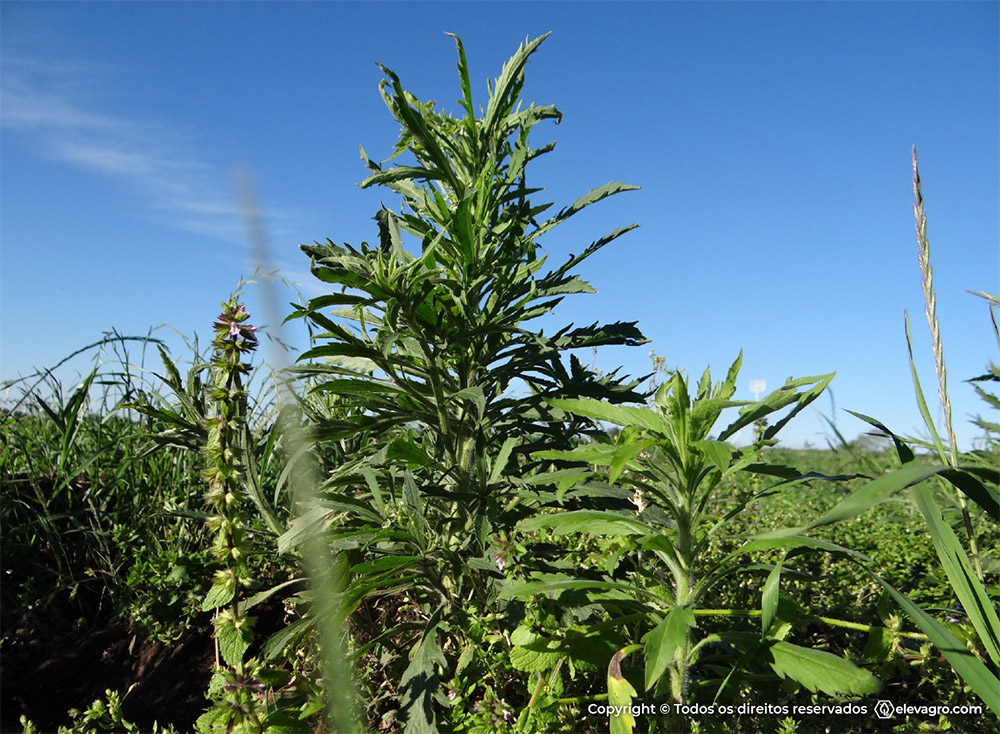 A espécie e o estágio de desenvolvimento das plantas daninhas presentes na área a ser dessecada devem ser considerados na escolha do herbicida. 