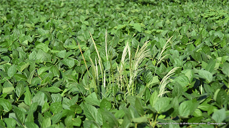 Dessecação de pré-plantio em soja