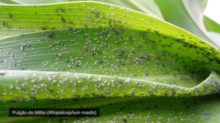 Planta infestada.