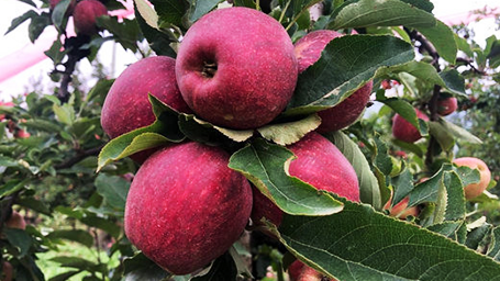 Árvore de maçã com quatro frutas vermelhas em destaque