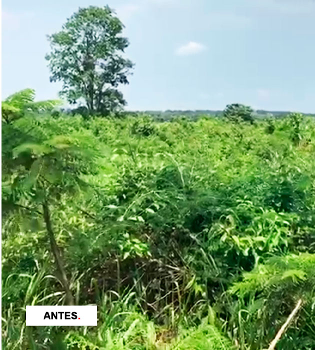 Como estava um pasto sem as soluções da Sumitomo Chemical.