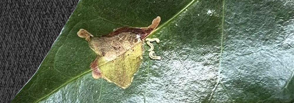O bicho-mineiro, na sua fase larval, alimentando-se do mesófilo das folhas.