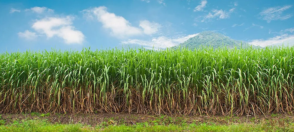 Ótima ferramenta no controle de plantas daninhas.