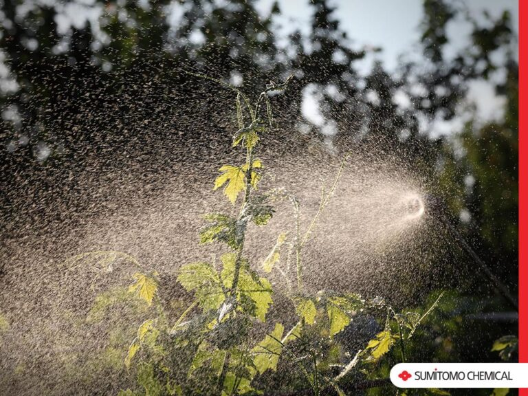 Aplicação do produto na planta.