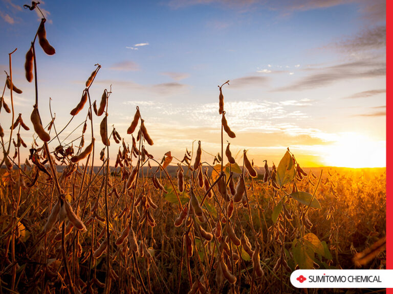 Foto de plantação ao por do sol.