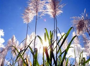 cana de açucar no Florescimento em canavial.