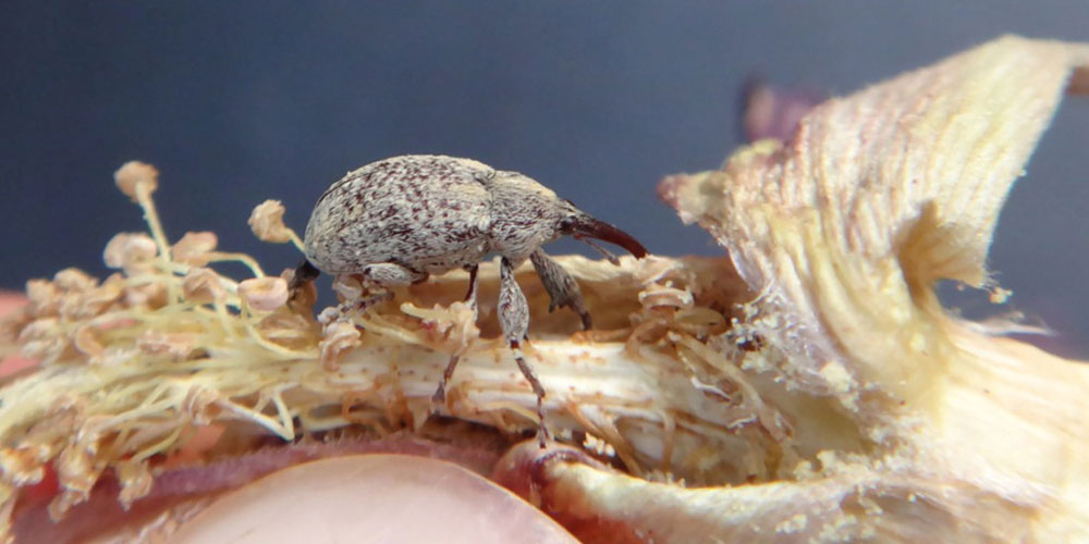 Bicudo-do-algodoeiro (Anthonomus grandis) danificando a flor. 