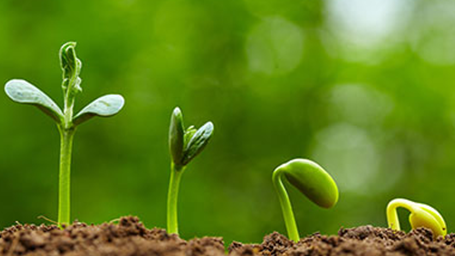 Tratamento de Sementes é o primeiro passo para o bom desenvolvimento das plantas