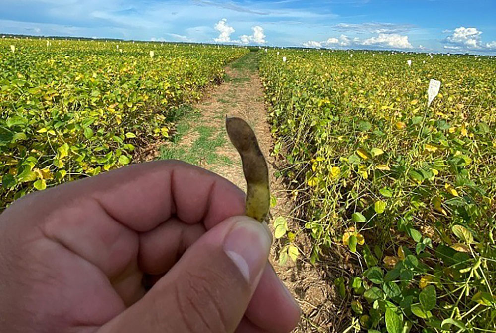 O produto controla doenças como a ferrugem asiática e a mancha alvo.