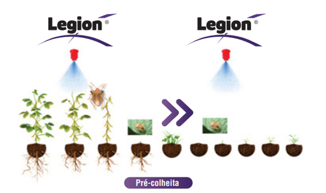 Diagrama do ciclo de vida uma planta