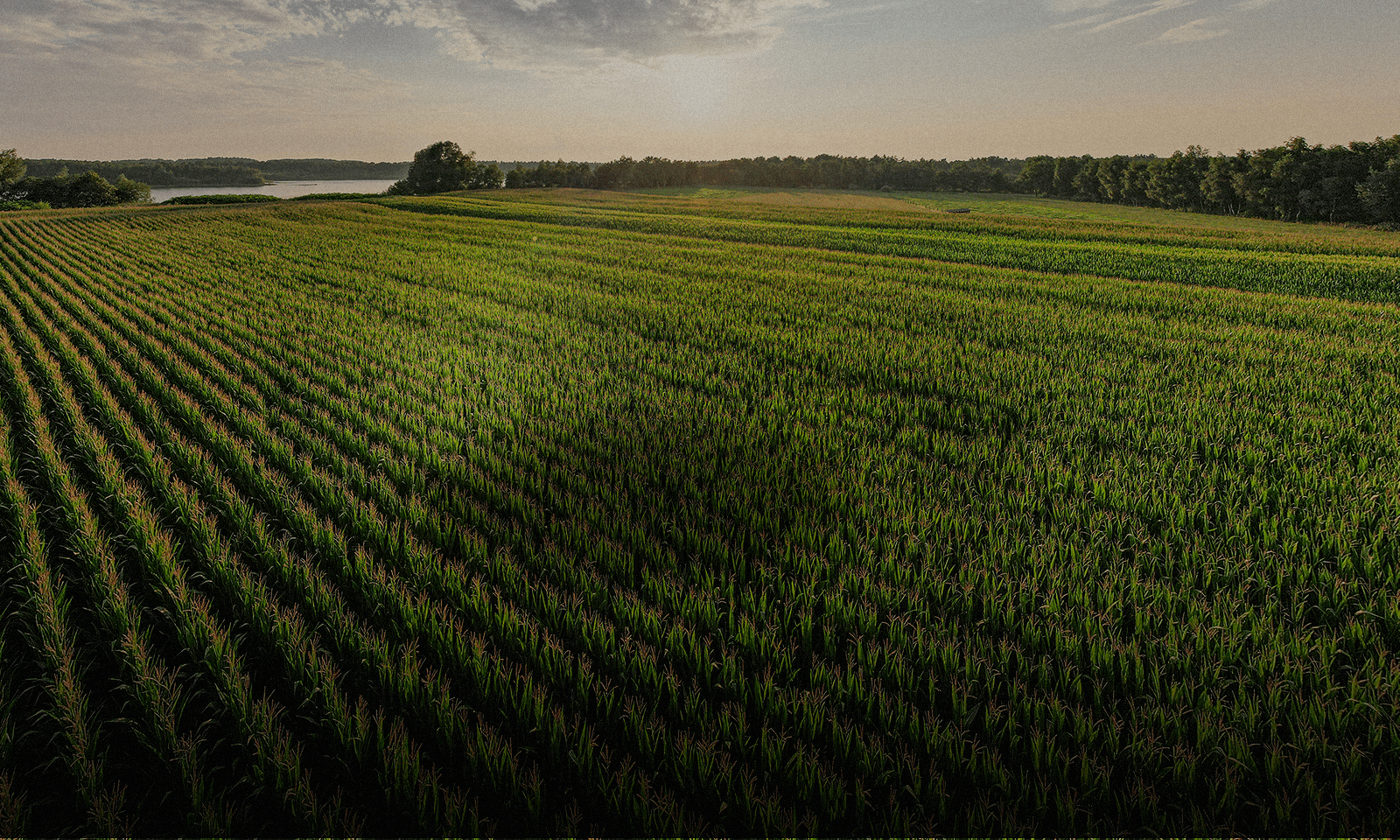 Soluções para o Agro - Sumitomo Chemical