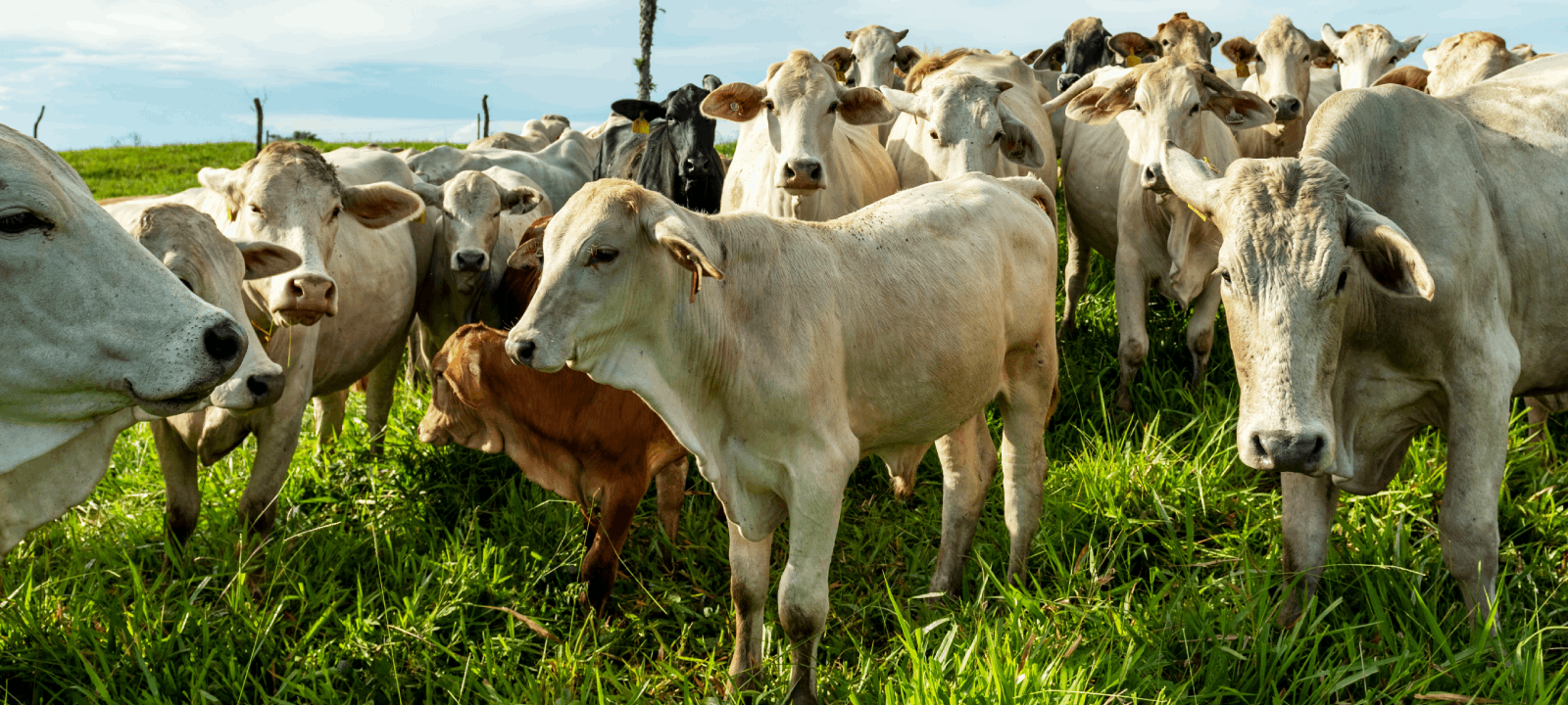 pecuaristas e agricultores