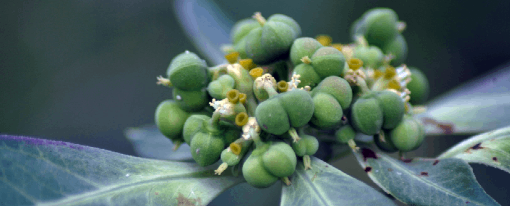 Plantas daninhas da soja: 001 Amendoim-bravo, Leiteira (Euphorbia heterophylla)