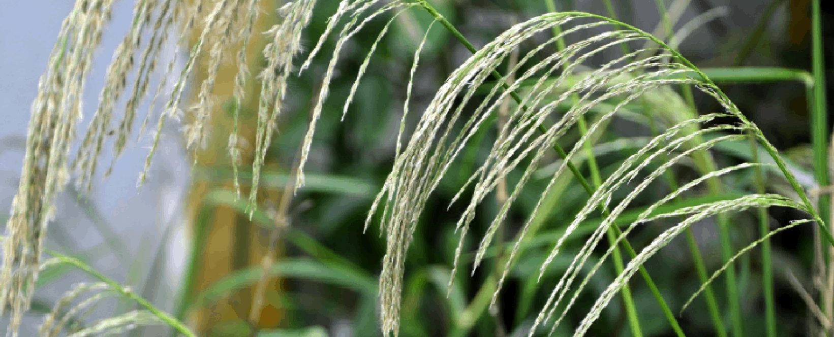 003 Capim-amargoso (Digitaria insularis)