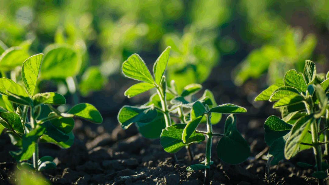 Herbicida pré-emergente é estratégico para prevenir a matocompetição