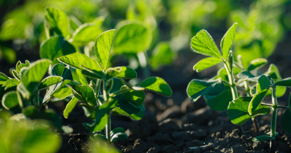 Herbicida pré-emergente é estratégico para prevenir a matocompetição