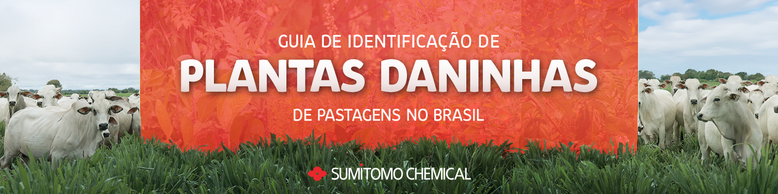 Guia de Identificação de Plantas Daninhas de pastagens