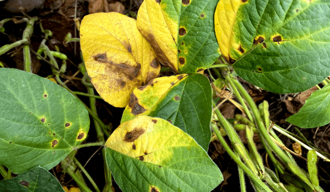 Manejo de Doenças em Soja 2025 e 2026, folha da soja com mancha amareladas