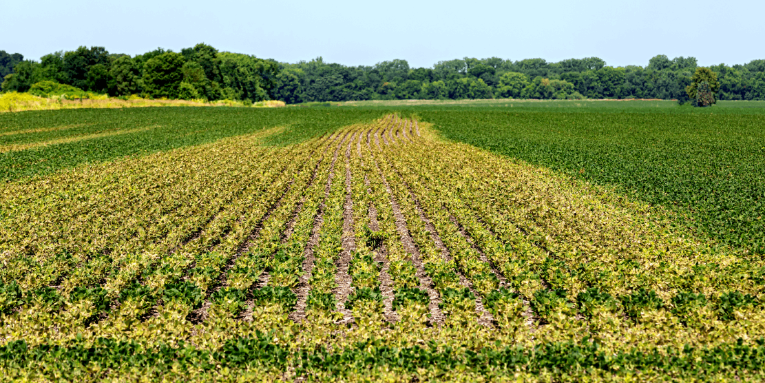 Manejo de Doenças em Soja 2025 e 2026. Campo de soja