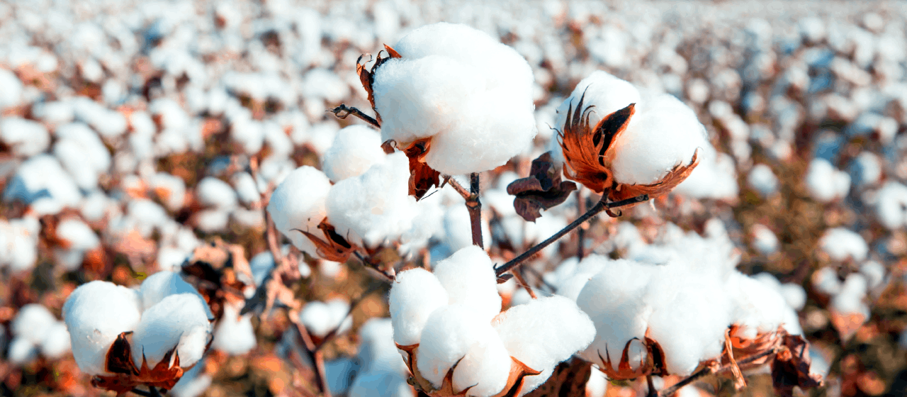 Safra 2025/26, plantação de Algodão
