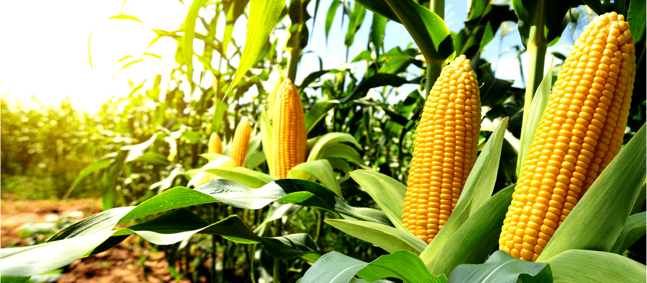 Safra 2025/26 - plantação de Milho