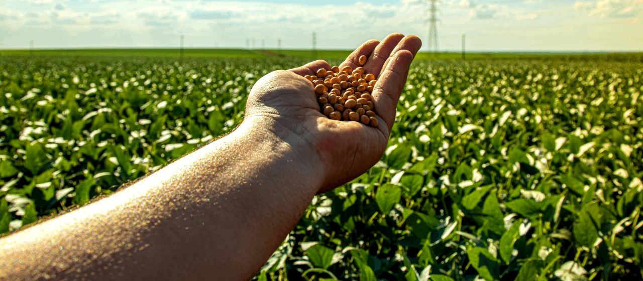 Safra 2025/26 plantação de Soja