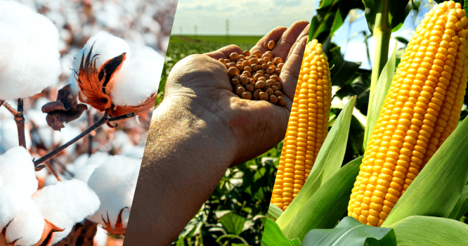 Safra 2025/2026 Safra 2025/2026