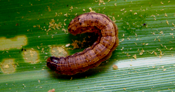 Resistência ao Bt coloca a lagarta do cartucho no centro das atenções nesta safra de milho