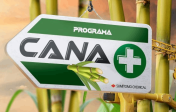 Cana+ e o futuro da cana-de-açúcar sustentável