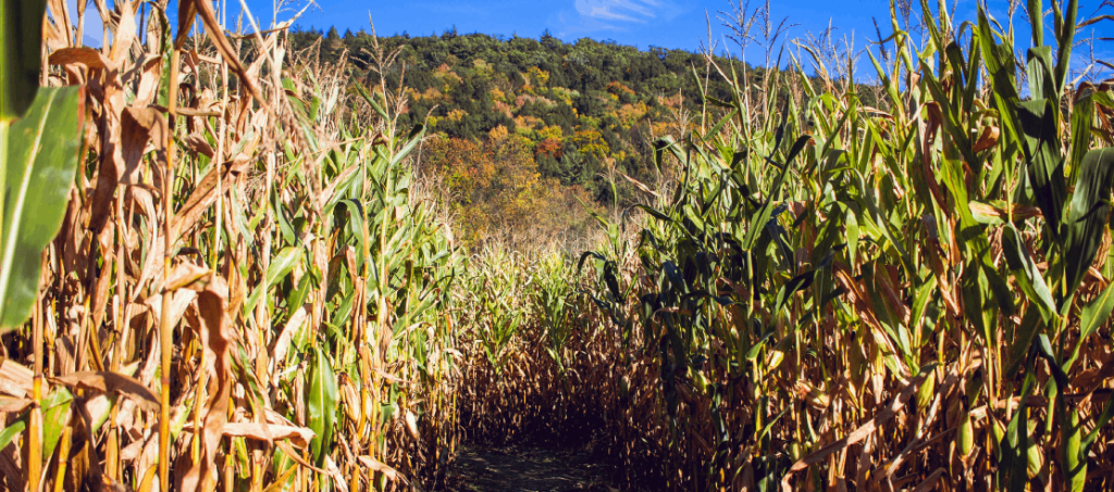 platação de milho bt