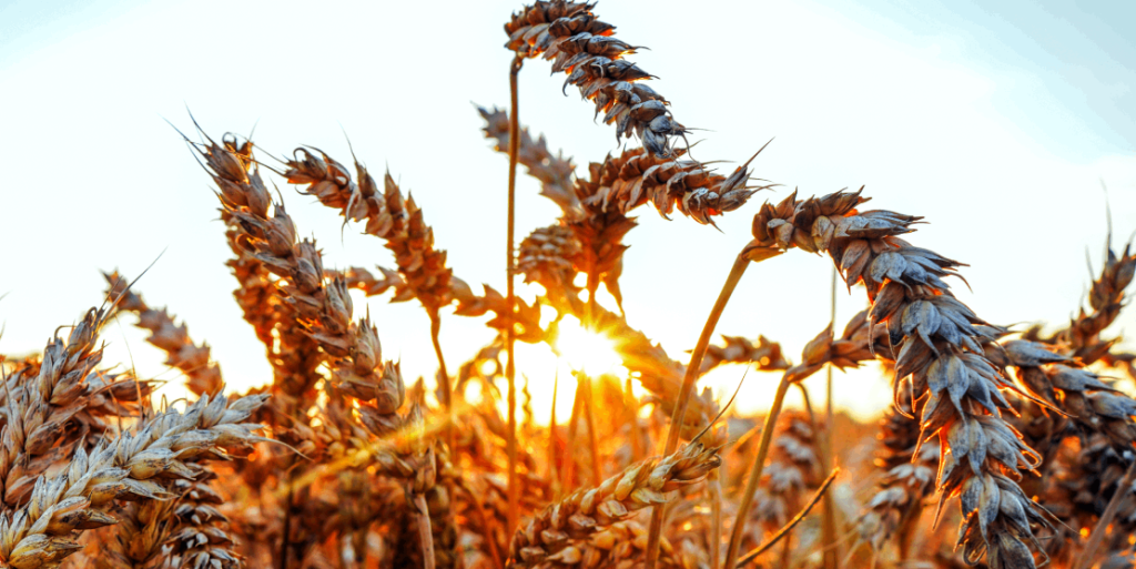 Risco Climático, Super El Niño e os riscos na Lavoura 26/27